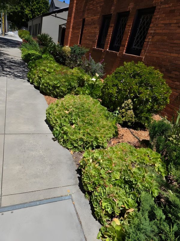 A planted border of succulents and shrubs along a sidewalk