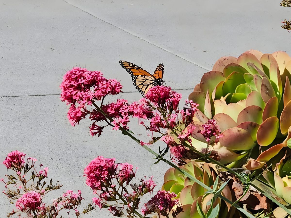 A monarch butterfly on pink flowers beside a large succulent