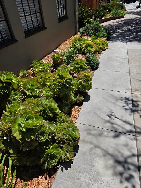 Large green succulents growing in a mulched bed
