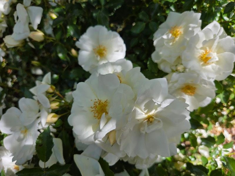 A cluster of white roses