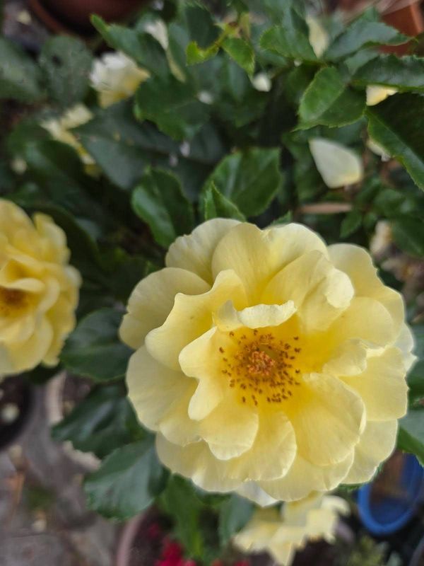 A pale yellow rose in bloom